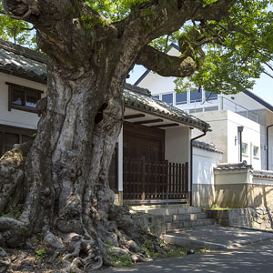 むくの木ホール
